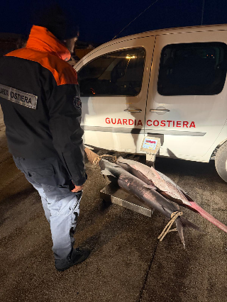 San Benedetto - Pesca illegale di pesce spada, scatta il sequestro